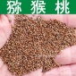 果树种子新采优质猕猴桃种子猕猴桃籽种苗繁育亚麻酸油原料实景照