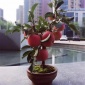 批发嫁接苹果盆景树苗红富士南方北方种植盆栽水果树阳台室内盆景